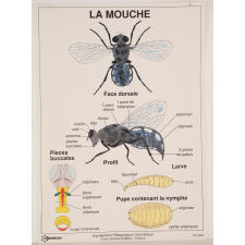 La mouche