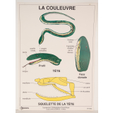 La couleuvre
