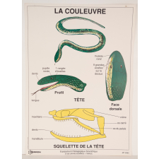 La couleuvre