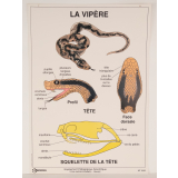 La vipère