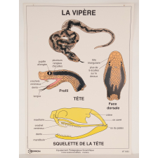 La vipère