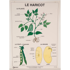 Le haricot
