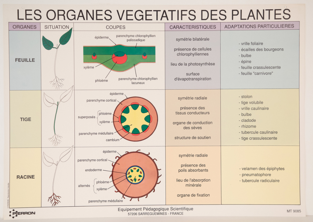 Les organes végétatifs des plantes