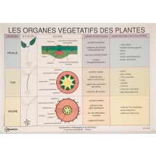 Les organes végétatifs des plantes
