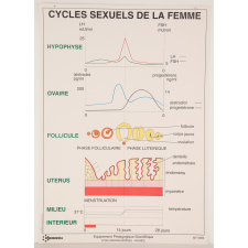 Cycles sexuels de la femme