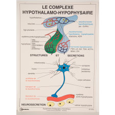 Le complexe hypothalamo-hypophysaire