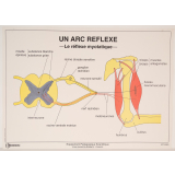 Un arc réflexe : le réflexe myotatique