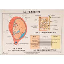 Le placenta