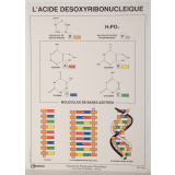 L'acide désoxyribonucléique
