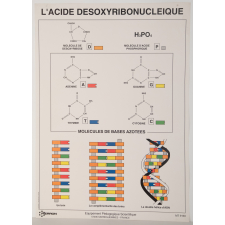 L'acide désoxyribonucléique