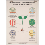 Nutrition et organisation d'une plante verte