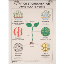 Nutrition et organisation d'une plante verte