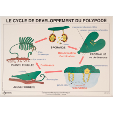Le cycle de développement du polypode