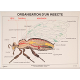 Organisation d'un insecte