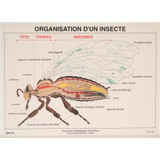 Organisation d'un insecte