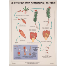Le cycle de développement du polytric