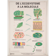 De l'écosystème à la molécule