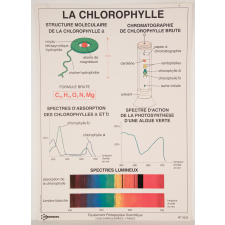 La chlorophylle