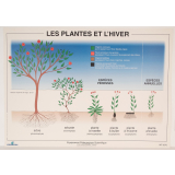 Les plantes et l'hiver
