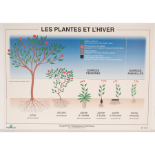 Les plantes et l'hiver