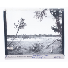 Wildseemoor Kaltenbronn
