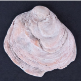 Coquillage
