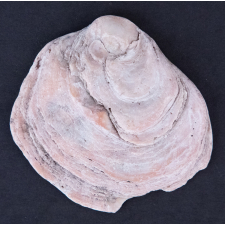 Coquillage