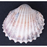 Coquillage
