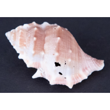 Coquillage