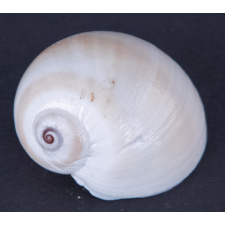 Coquillage en forme d'escargot