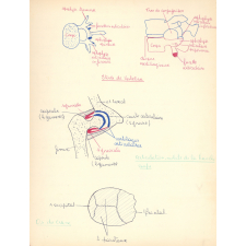Cahier de sciences naturelles : anatomie : physiologie : hygiène : 3e