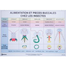 Alimentation et pièces buccales chez les insectes