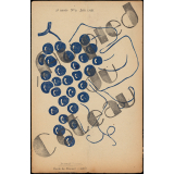 Journal scolaire Freinet. Au pied du coteau. N°9, juin, 1951.