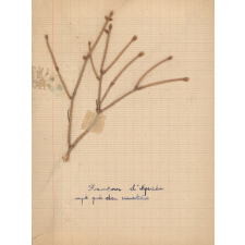 Herbier