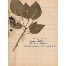 Herbier