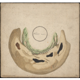 Planche d'anamorphose : Memento mori