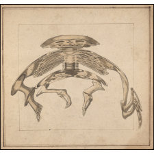 Planche d'anamorphose : squelette