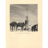 Hassi-Messaoud : Troupe de chameau devant un derrick
