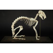 Squelette de lapin sur socle en bois