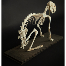 Squelette de lapin sur socle en bois