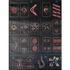 Division cellulaire