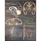 Le cerveau