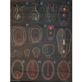 De l'ovule à la graine
