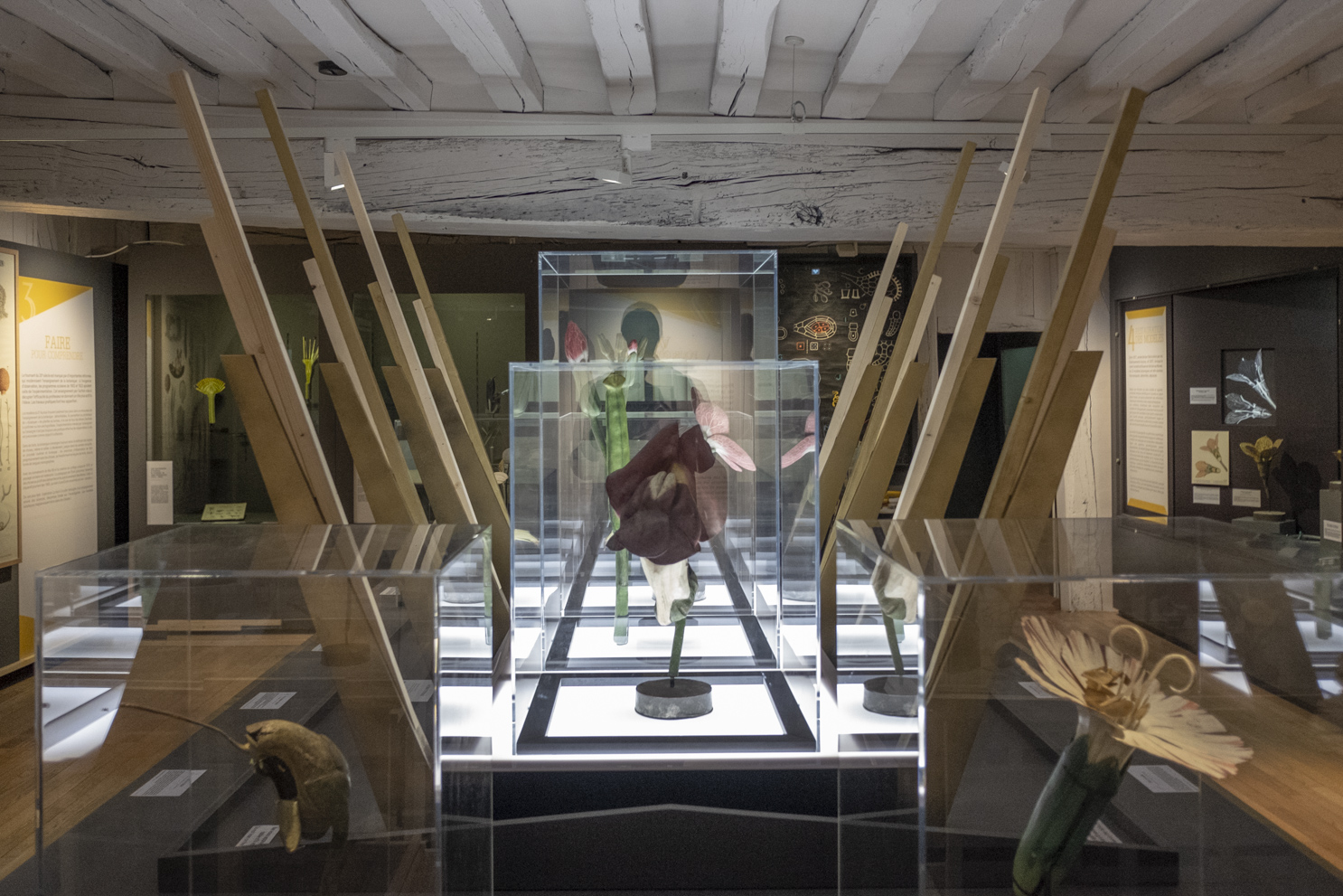 Vue de l'exposition "Belles plantes, modèles en papier mâché du Dr Auzoux"